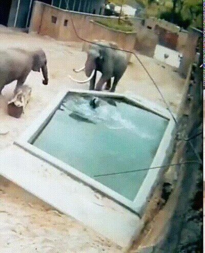 Enlace a ¿Por qué algunos elefantes están en contra del baño?