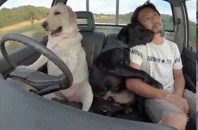 Enlace a Está enfermo y ha enseñado a su perro a conducir por el