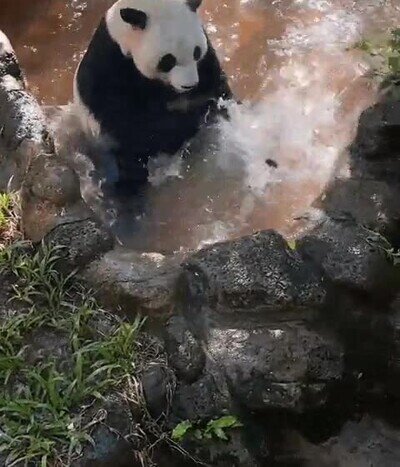 Enlace a El panda más feliz del mundo