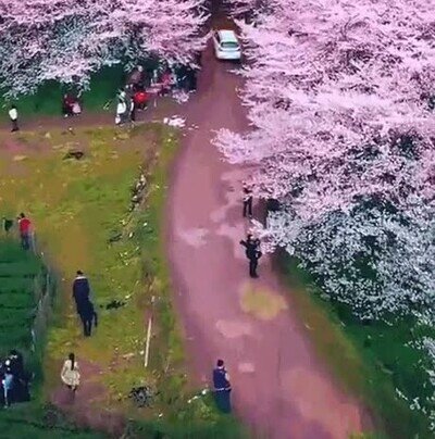 Enlace a Uno de los jardines Sakura más grandes del mundo