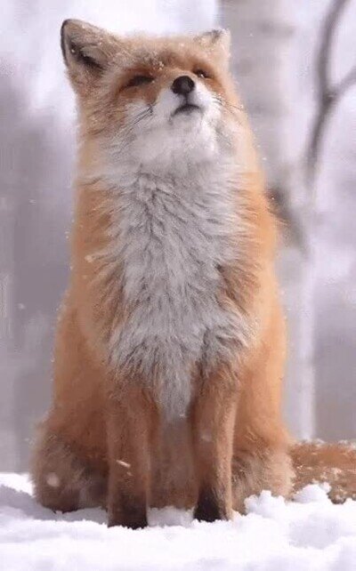 Enlace a Un zorro disfrutando de un día de nieve