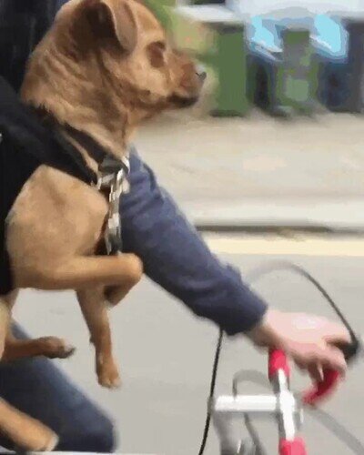 perro,pedalear,bici
