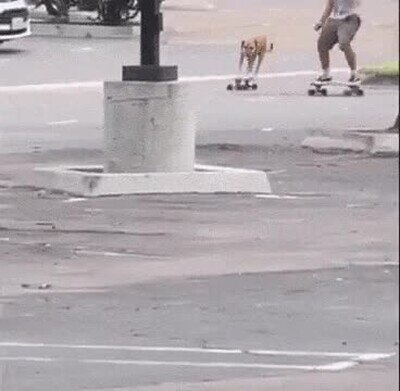 Enlace a Le encanta salir con el skate junto a su perro
