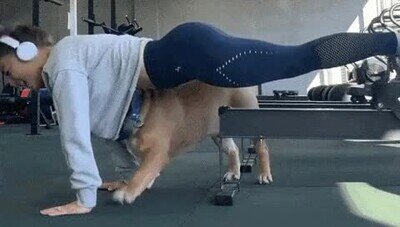 ayudar,perro,gym