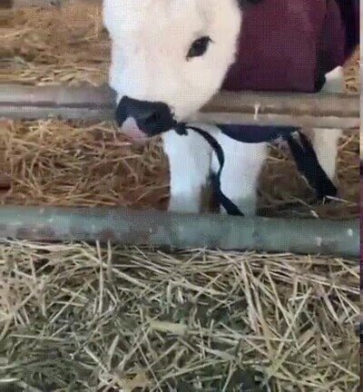 adorable,bebe,vaca