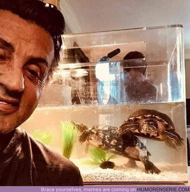54632 - Sylvester Stallone aún conserva las tortugas de Rocky. Tienen 44 años
