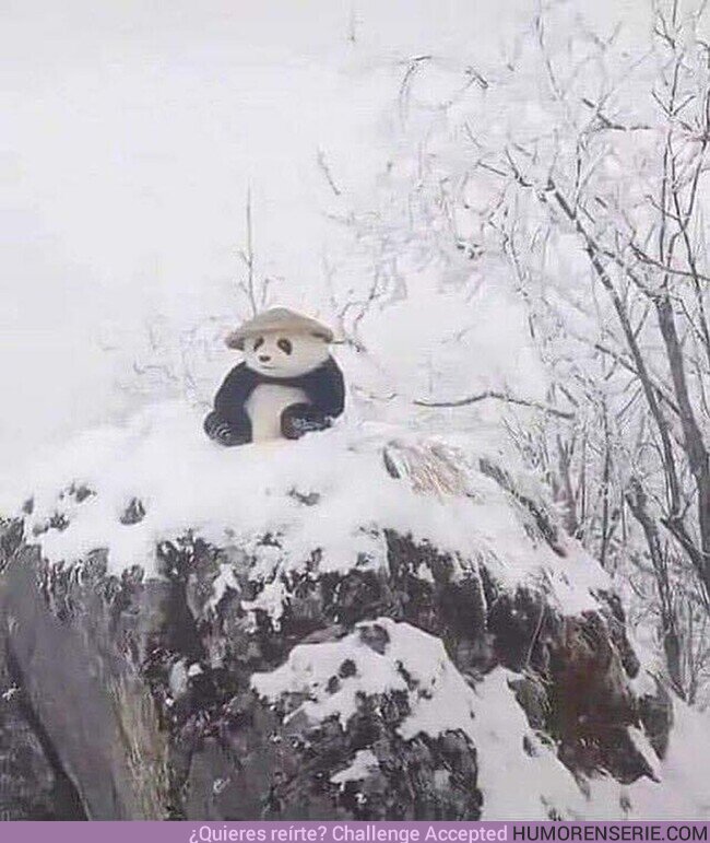 165462 - Han visto a Kung fu panda en la vida real, por @Roybattyforever