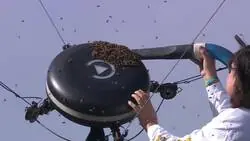 ¡Insólita imagen en Indian Wells!? Un operario quita las abejas de la cámara... ¡Con una aspiradora!