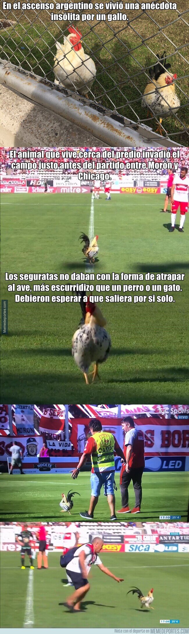 1098098 - El gallo que paró un partido en Argentina