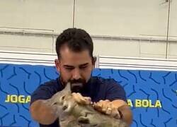 Enlace a El jefe de prensa de Brasil vilipendiando por como trata a este gato que se coló en la sala.