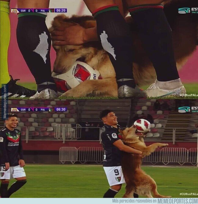 1192917 - Este perro se cargó un balón en el fútbol chileno. Menos mal que es simpático