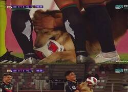 Enlace a Este perro se cargó un balón en el fútbol chileno. Menos mal que es simpático
