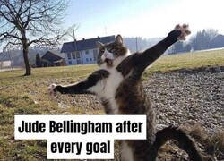 Enlace a Simplemente Bellingham