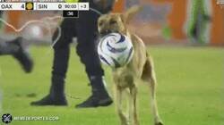Enlace a Este perrito en México ha ya completado más regates que Hazard en el Madrid