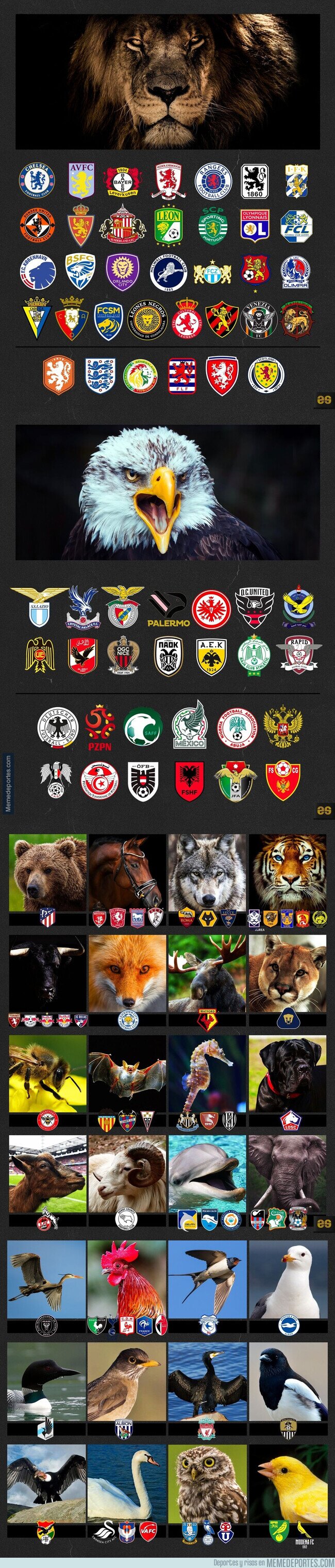 1199133 - Animales en escudos de equipos y selecciones