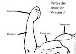 Enlace a Anatomía del brazo de Vinicius Jr