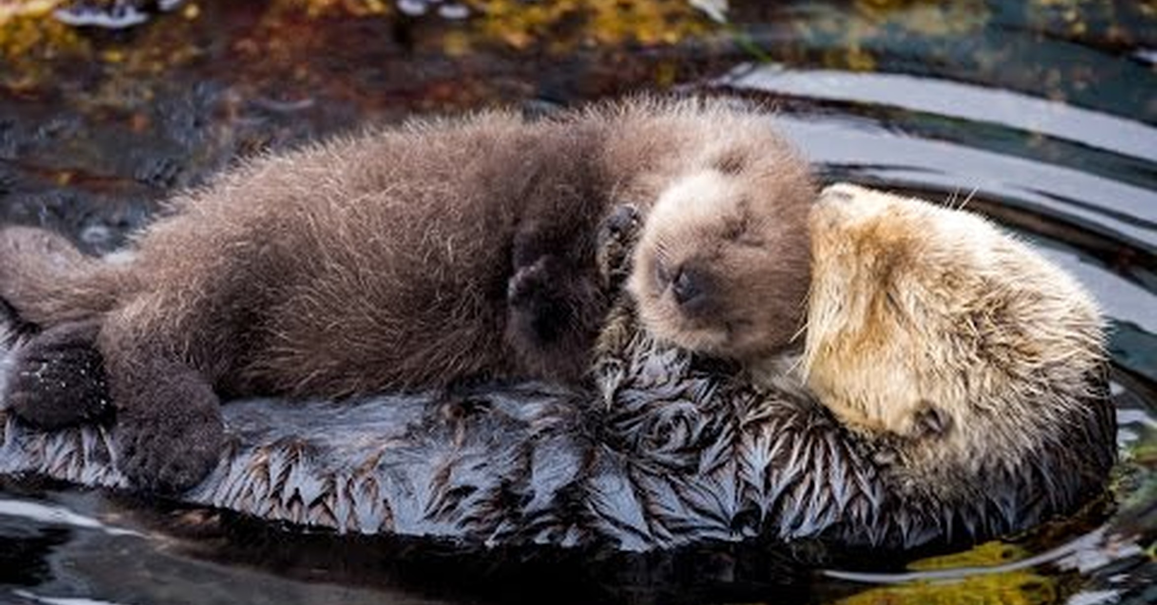 No Tengo Tele Demasiado Tierno El Primer Encuentro Entre La Mama Nutria Y Su Cria No Tengo Tele Demasiado Tierno El Primer Encuentro Entre La Mama Nutria Y Su Cria