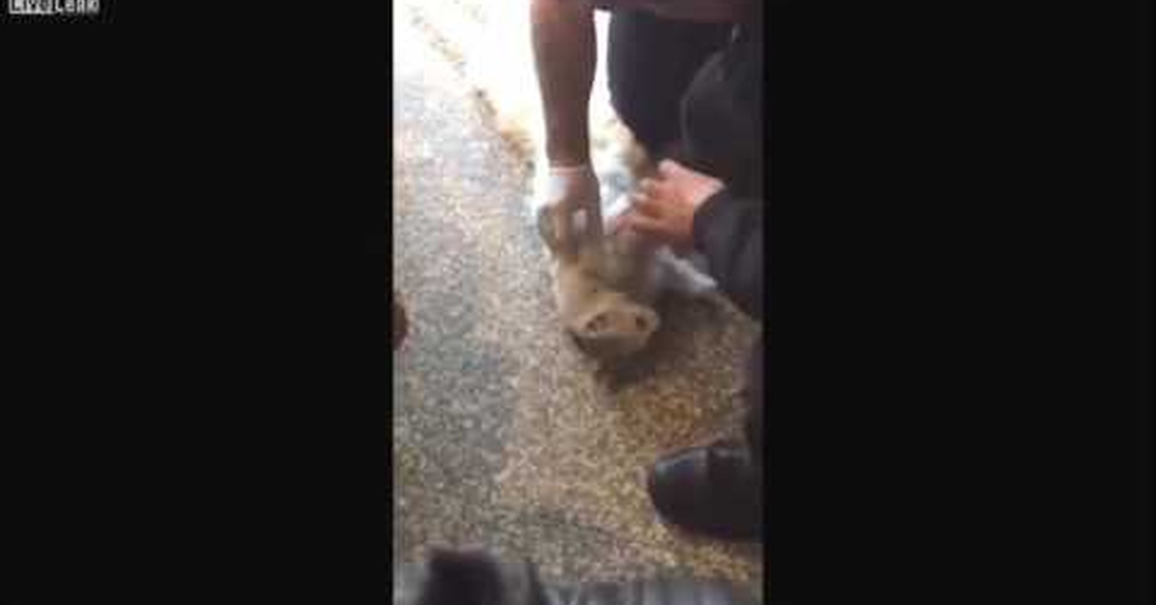 ¡No tengo tele! / Logran reanimar a este gato que fue atrapado por una