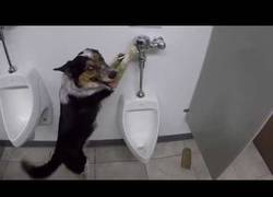 Enlace a El perro que aprendió a usar el baño para humanos