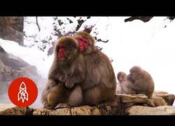 Enlace a El paraíso para estos monos es este spa natural situado en Japón