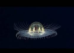Enlace a La medusa con forma de OVNI que te hará explotar la cabeza