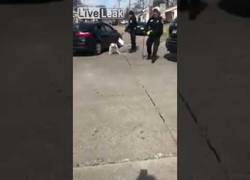 Enlace a Policia electrocuta a un perro por estar suelto y correteando en las calles de Roseville