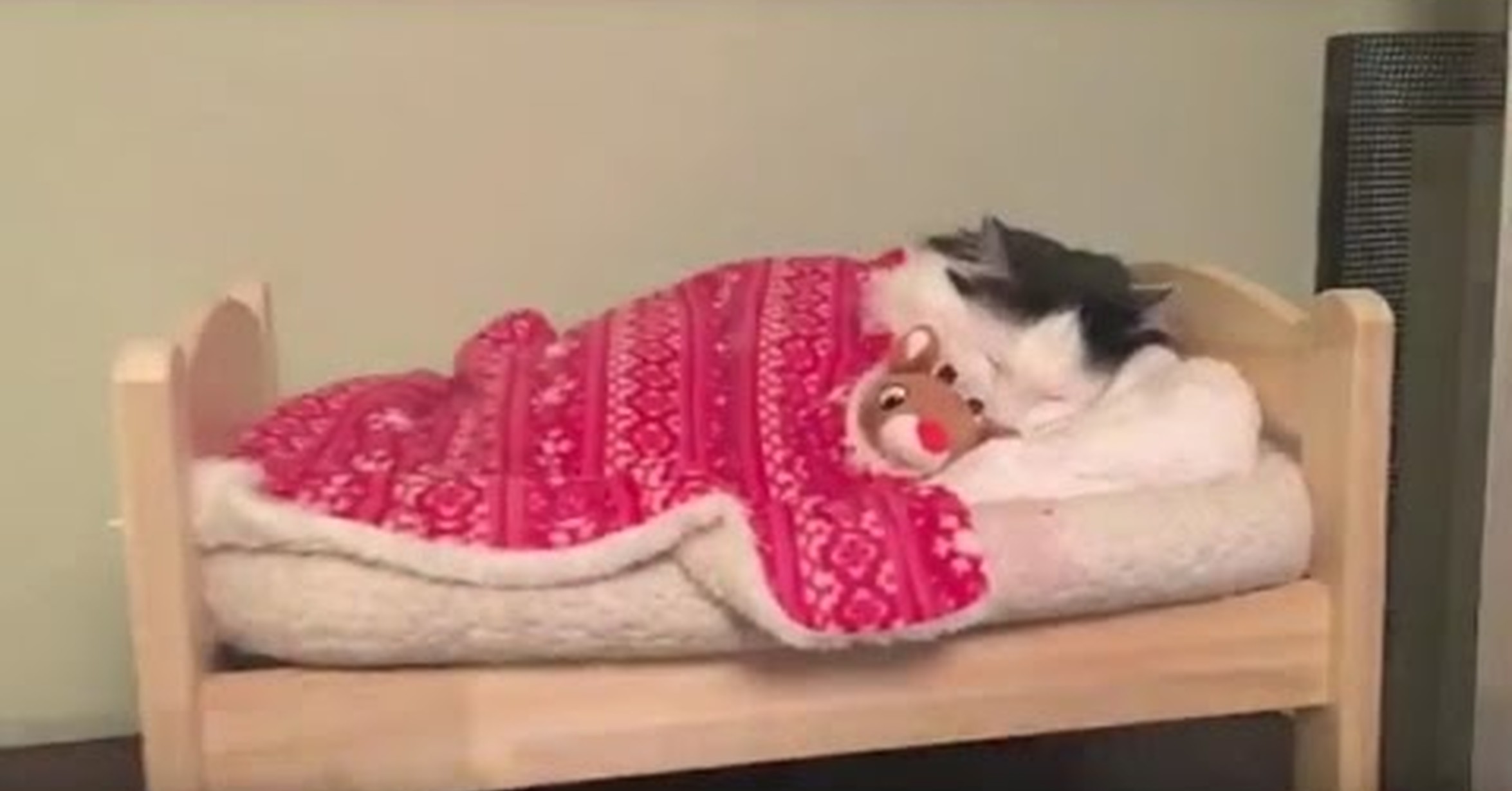 Котенок спит в кроватке с игрушкой