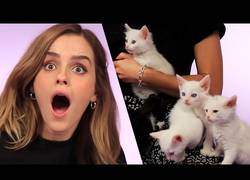 Enlace a Entrevistan a Emma Watson y no puede prestar atención por culpa de estos adorables gatitos