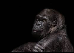 Enlace a Muy emocionante: Este gorila reconoce a una chica que no ve desde hace doce años