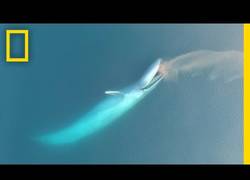 Enlace a Localizan con un drone una gigantesca ballena azul alimentándose