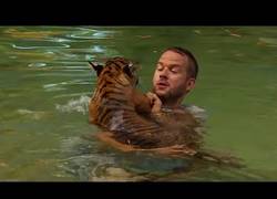 Enlace a El rápido aprendizaje de los tigres al nadar por primera vez