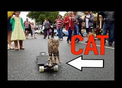 Enlace a El gato Boomer es el mejor skater de 4 patas que has visto últimamente