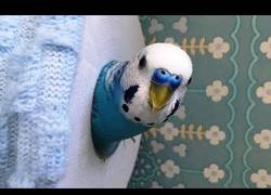 Enlace a Los pájaros y su eterna pelea con el papel higiénico