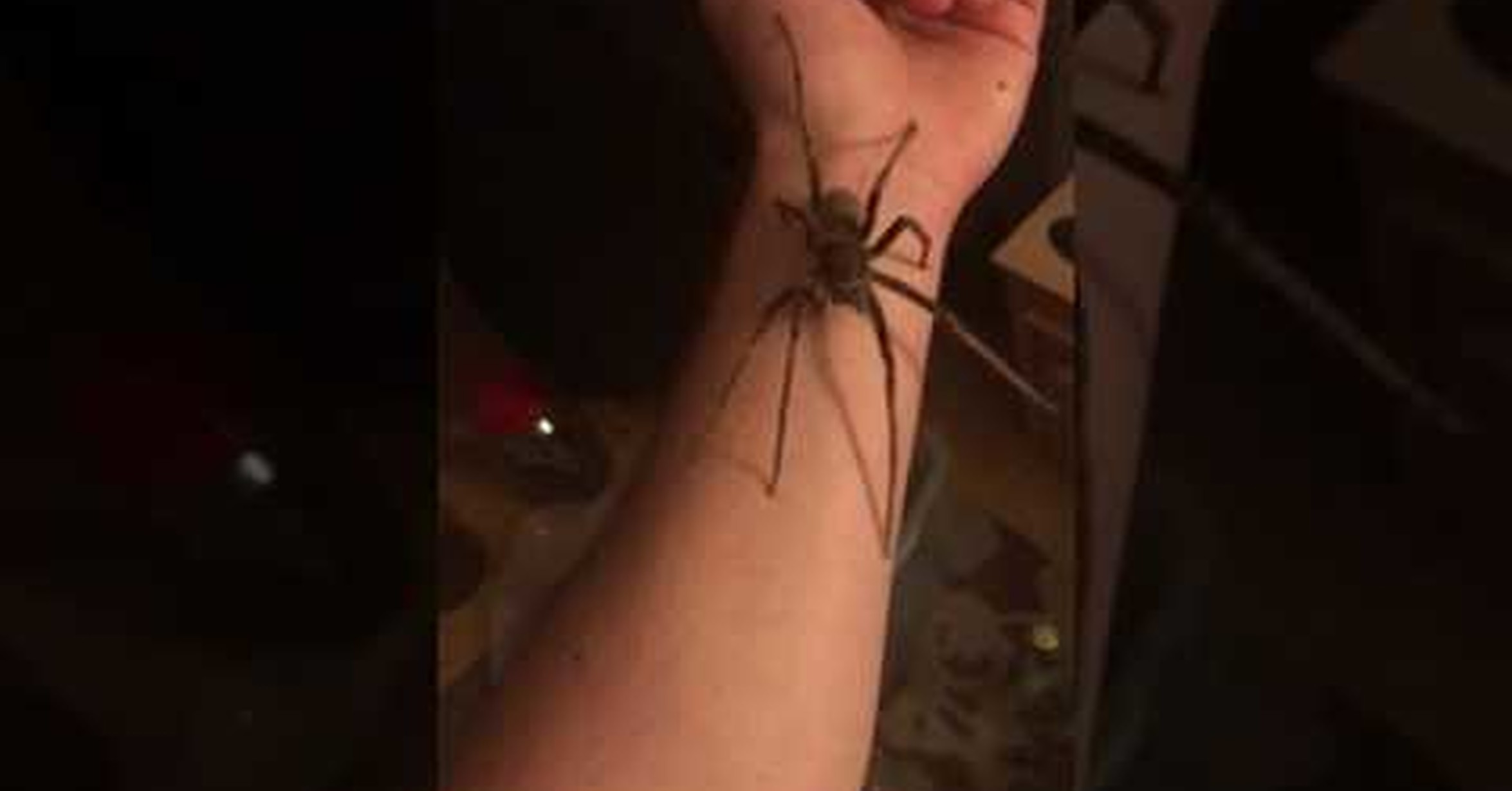 К чему ползет паук по руке. Мелкие пауки. Паук на руке. Паук из линий. Пауки ползают по телу девушки.