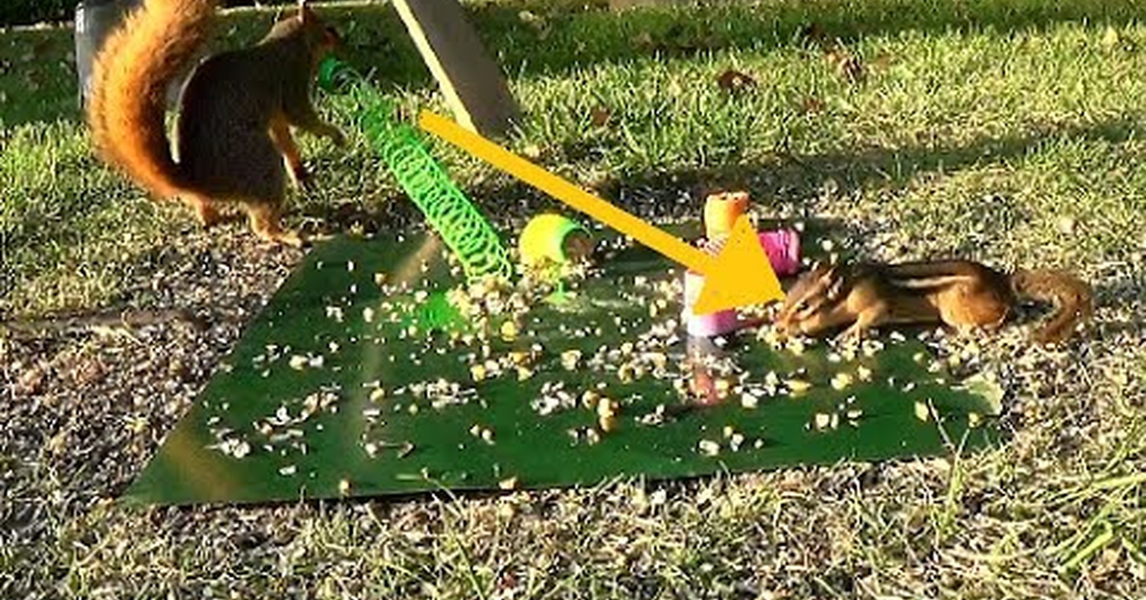 Little Chipmunk Twitch