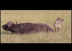 Enlace a La hiena sabe donde atacar para hacer daño
