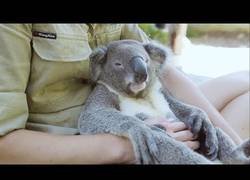 Enlace a El koala más adorable que verás en tu vida