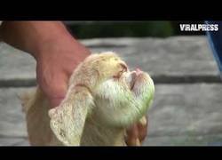 Enlace a Ha nacido en Malasia esta cabra cíclope con la que el mundo está alucinando