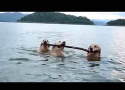 Enlace a El gran trabajo en equipo de estos perritos al usar un palo para nadar
