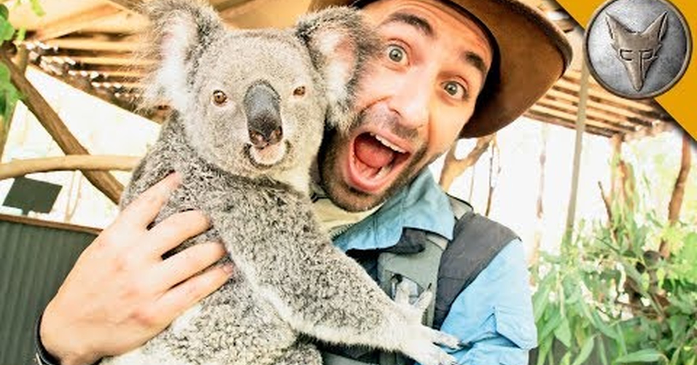 Алекс коал. Albert коала. Нападение коалы на человека. Ozzie Koala movie.