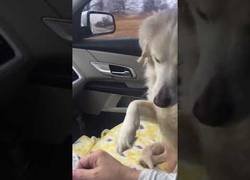 Enlace a Este perro acaba de ser adoptado y no deja de agarrarle la mano a su nuevo dueño mientras conduce