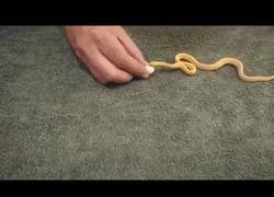 Enlace a Una pequeñísima serpiente tratando de comerse un huevo que le dobla en tamaño su cabeza