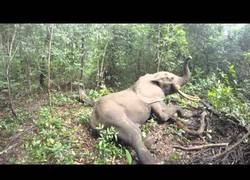 Enlace a El despertar de un elefante en mitad de la selva tras haberle colocado un localizador
