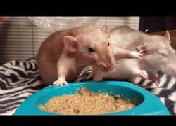 Enlace a Estas ratas no están para tonterías y se pelean por su comida del comedero