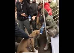 Enlace a Un pitbull entra en locura en el metro de Nueva York y ataca a una mujer