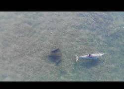 Enlace a Estaba grabando el mar con su drone hasta que captó la amistad entre un pez raya y un delfín