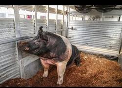 Enlace a Conoce al cerdo más grande de la feria estatal de Indiana