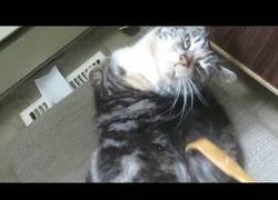 Enlace a No sabrás lo que es el placer hasta que veas qué siente este gato al ser rascado por su rascador
