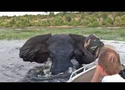 Enlace a El ataque de un elefante al bote de unos turistas que le hacían fotos