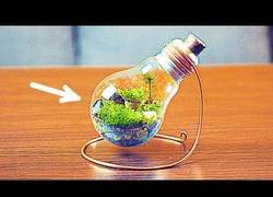 Enlace a Como crear un mini jardín en una bombilla